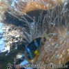 Bild083
