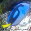 Bild096