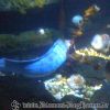 Bild184