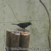 DSC00988