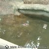31.07.2010<br>Duisburger&nbsp;Zoo<br>[Duisburg]
