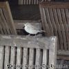PICT0768