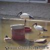 DSC00006