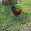 DSC00029