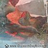 DSC00102