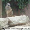 DSC00394