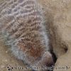 DSC00395