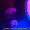 DSC01881